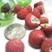 Shells For Beach Decor - Nautical Decor Red Strawberry Top Seashells, 12pc