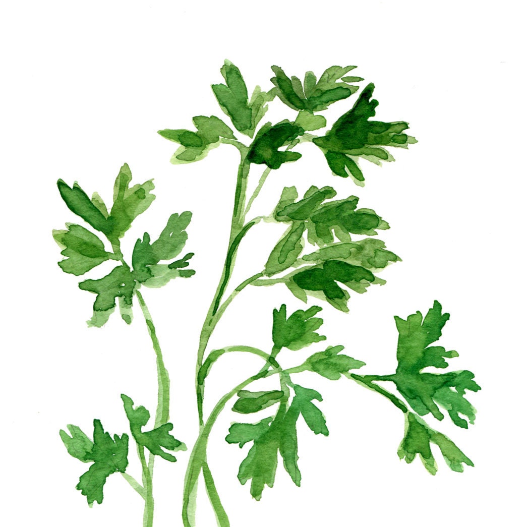 Parsley art Print of original watercolor painting, herb, botanical, kitchen decor, green, home decor, minimalist, kitchen art