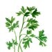 Parsley art Print of original watercolor painting, herb, botanical, kitchen decor, green, home decor, minimalist, kitchen art