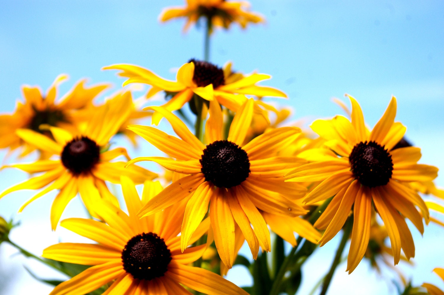 Organic Flower Seeds, Black Eyed Susan, heirloom seeds from our farm in handmade seed packets