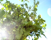 Herb Seeds, Italian Flat Leaf Parsley Seeds, organic seeds, heirloom seeds, from our farm in handmade seed packets