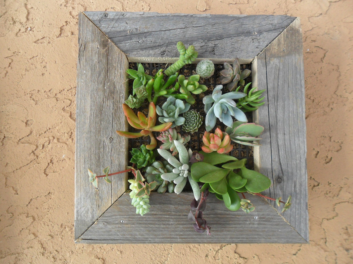 Large RUSTIC Living Wall Art Kit, Comes Assembled With Soil And Moss, 20 Cuttings To Get Started, Housewarming  Gift