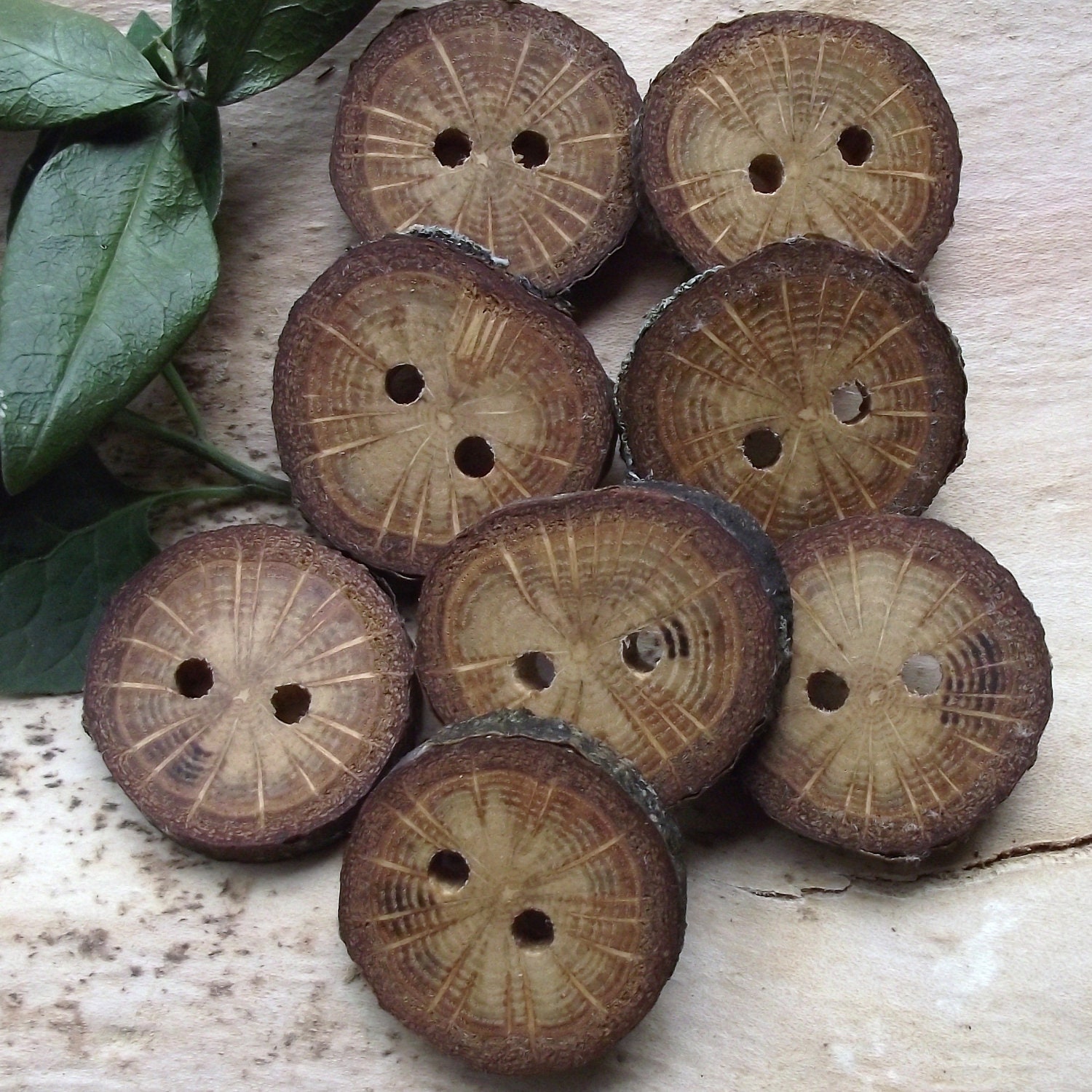 Small Wood Buttons - 8 Ohio Oak Wooden Tree Branch Buttons with Bark - 1 1/4 inches, 2 Holes, For Knitting, Journals, Pillows, Purses