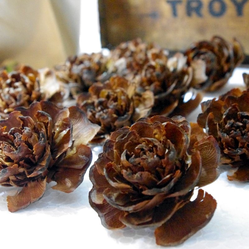 TWELVE Pine Cone Roses Deodar Cedar Rosette Dozen