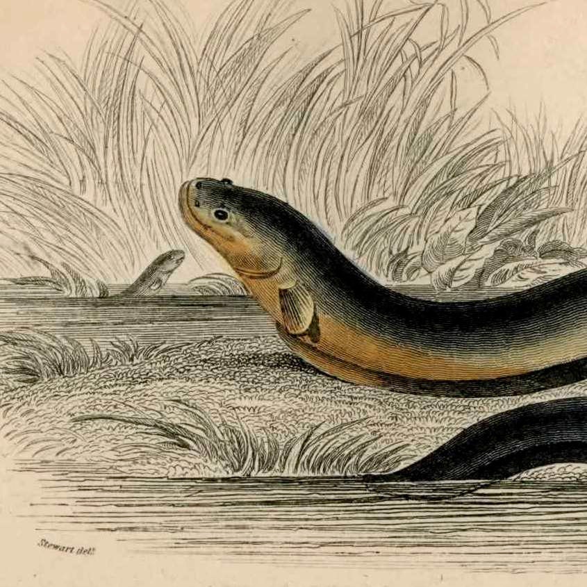 1833 eel original antique sealife print - electric eel