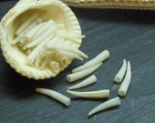 PIF AOK, Lot of 30 White tusk sea shells  (sea teeth).