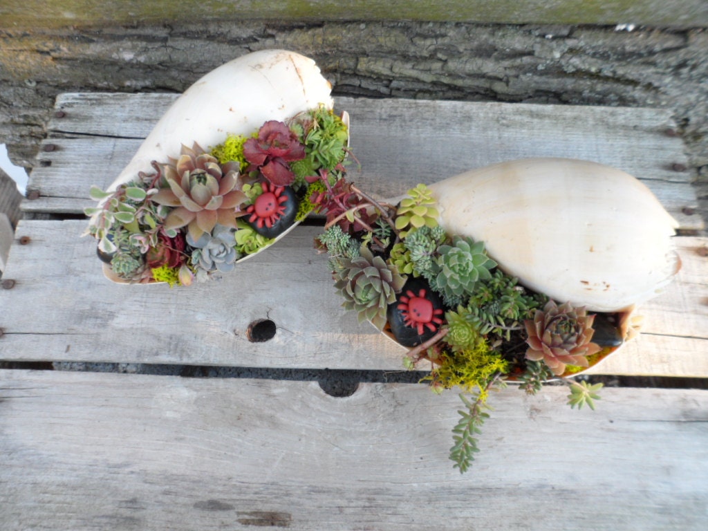 Sea Shell Garden Planter - Sweet Garden Gift ,  Easy to care for, perfect for desk.