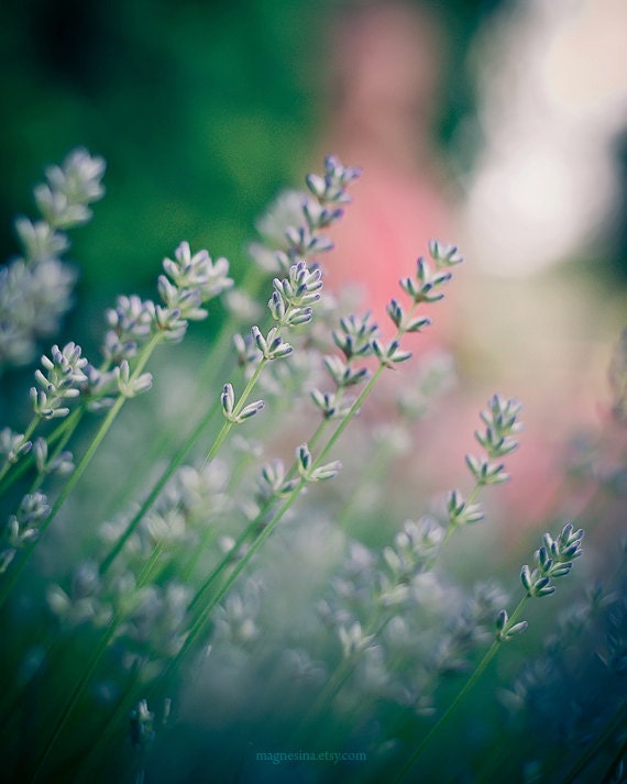 Lavender Flowers Nature Photography (5x7) green, purple, home decor, floral, adorable, garden flower, pastel, bokeh nursery art