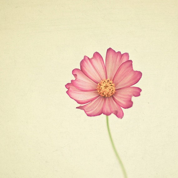 Stay the Same - Flower photography, nature art, pastel colors, gift for mom, hot pink, cream, spring wall art 8x8 Print
