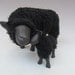 Black Sheep Snuggling with Lamb