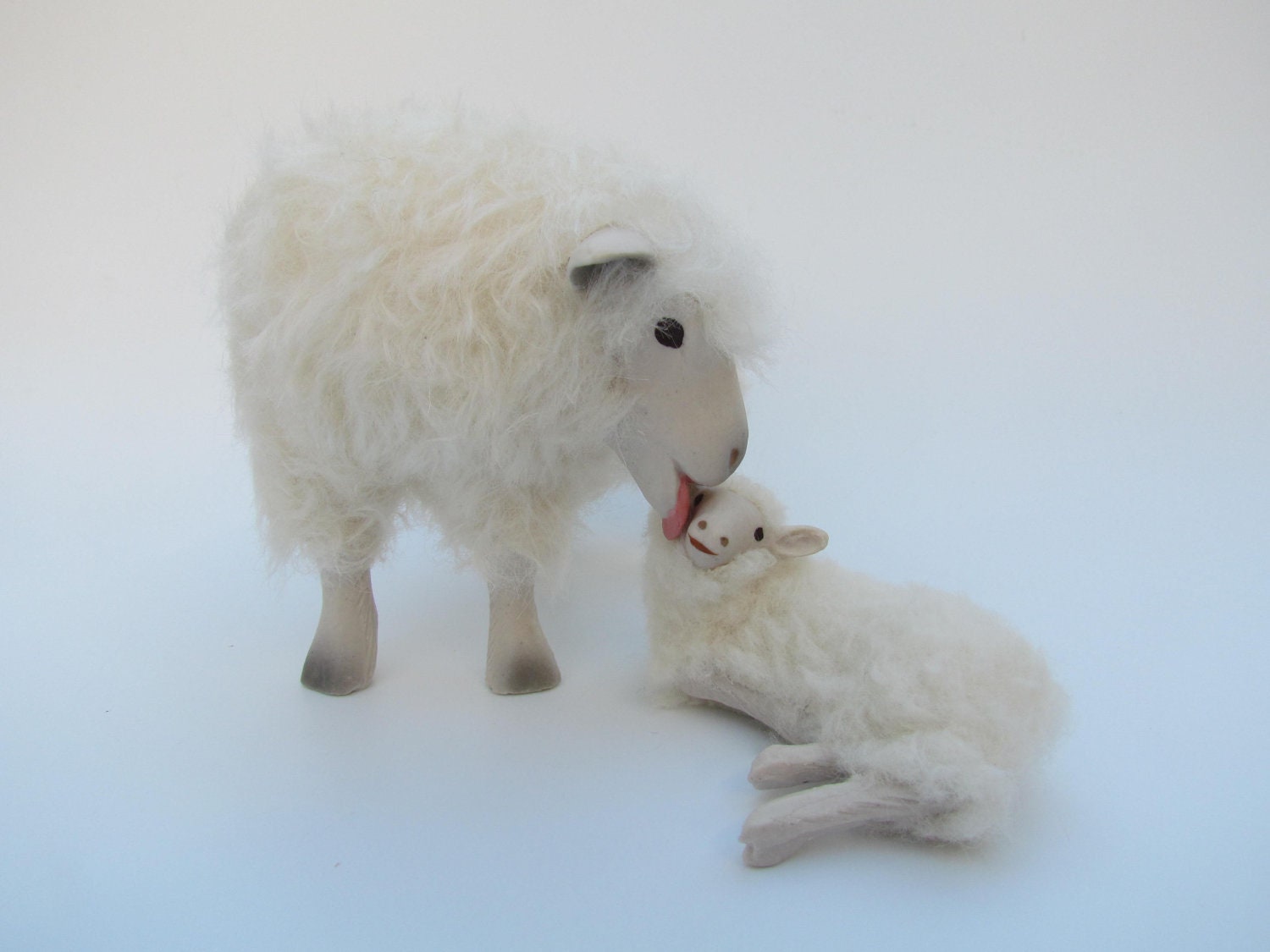 English Cotswold Licking  a Lamb
