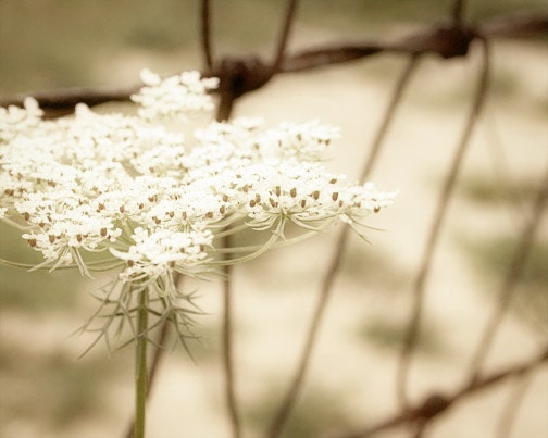 Queen Annes Lace Photograph white country fence rustic western home decor 8x10 cream latte brown - FirstLightPhoto