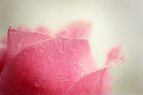 Pink Flower Photograph - rose bright neon wet dew raindrops nursery home decor soft - FirstLightPhoto