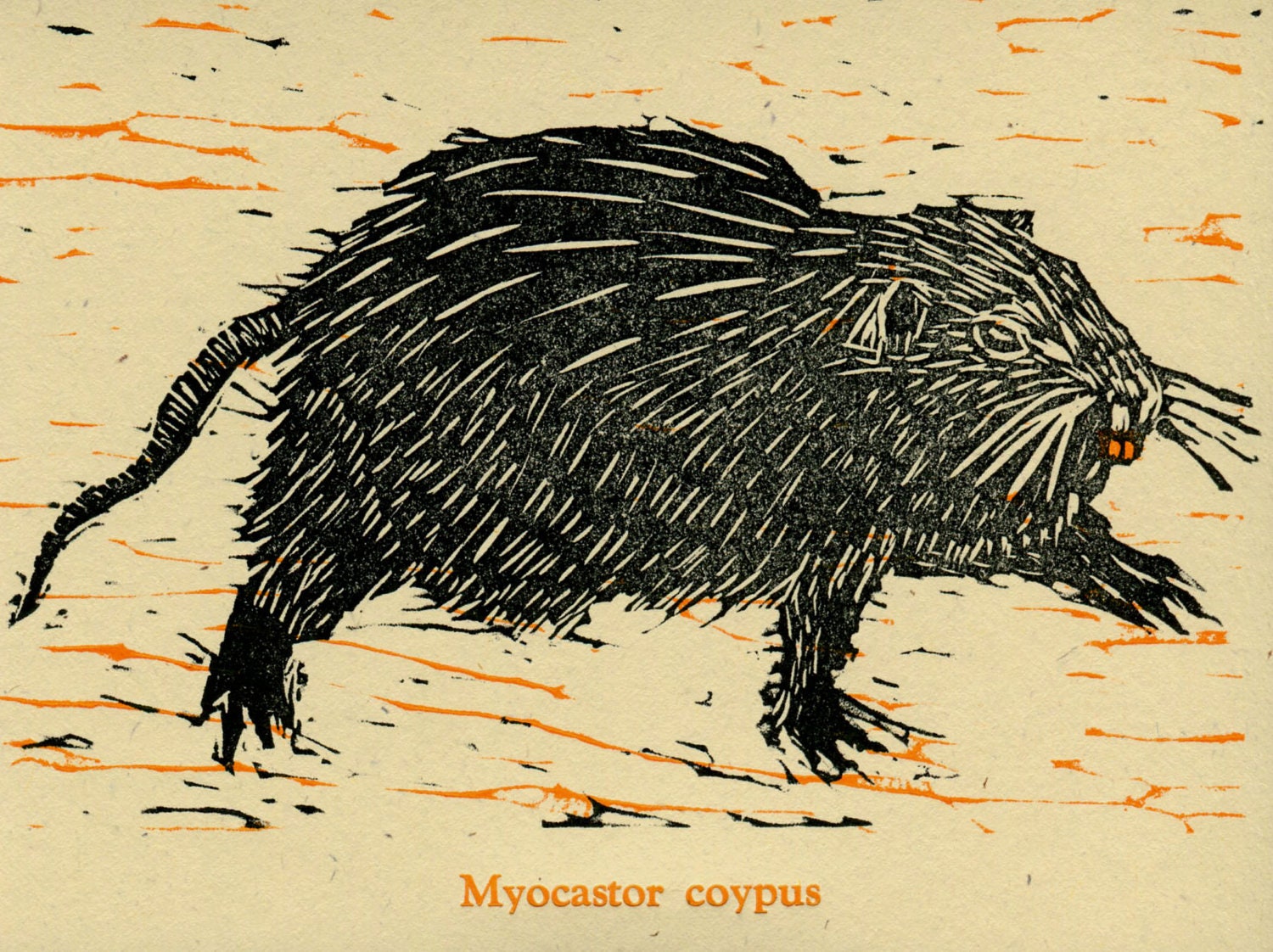 Nutria Card