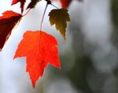 Fine Art Photography - "Red Fall Leaves" - 8 x 12 -  Digital Photo Print - Magical Red Home Decor, Beautiful Bokeh Wall Art