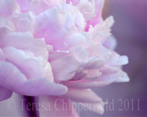 Delicate Peony - 8 x 10 - Fine Art Flower Digital Photo Print - Vintage style - Pink - Dreamy, Floral, Soft Home Decor