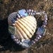 Abalone Shell & Freshwater Pearl Gemstone Bracelet - "Peacock Shimmer"
