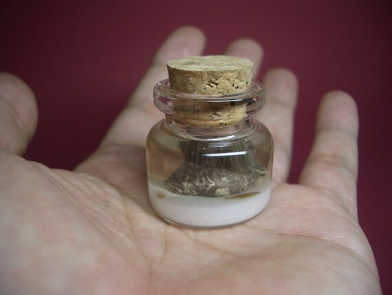 Bastard halibuts are bottom of the sea in a tiny bottle