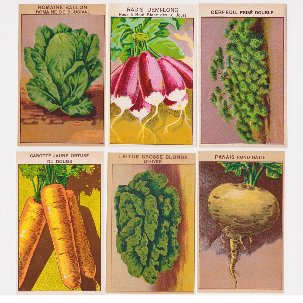 24 Vintage French Vegetable Seed Packet Labels (Set A) OLD PRINT