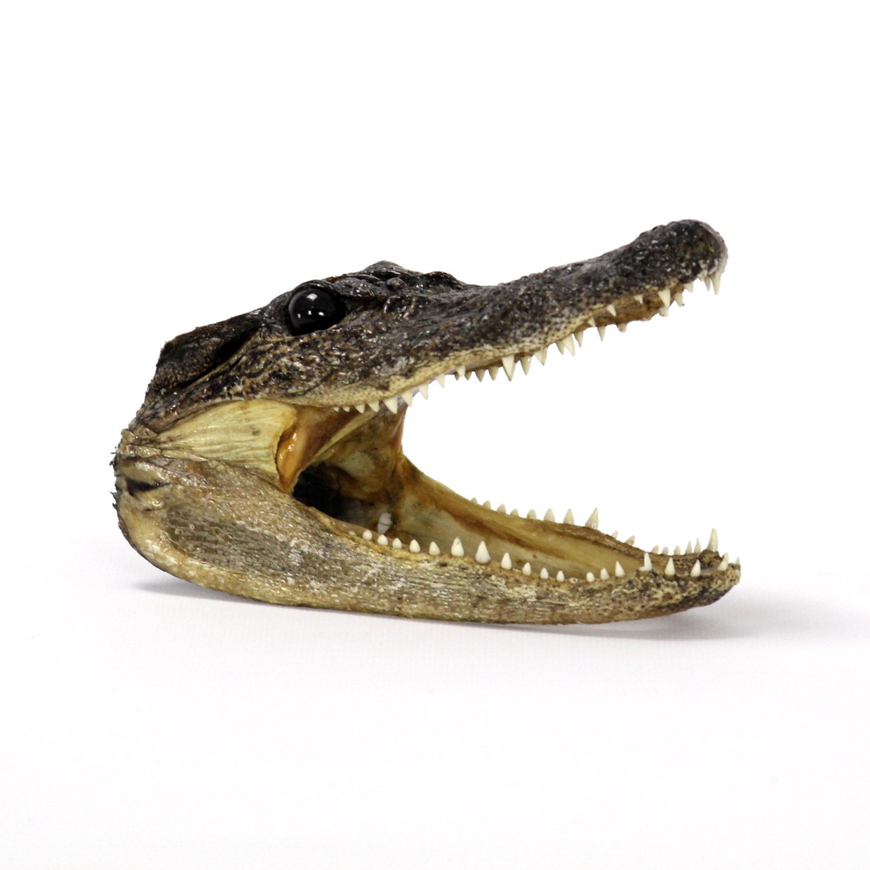 small alligator head taxidermy