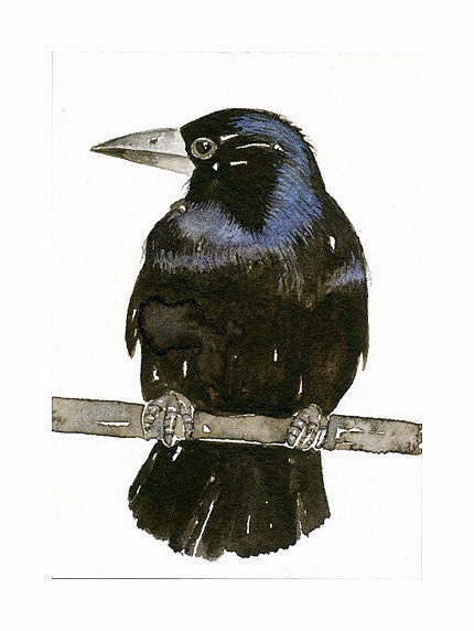 Crow Bird ACEO Art Print of my original watercolor, painting by Lorisworld