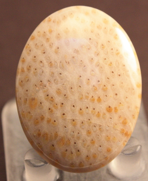 Petrified Palm Wood Cabochon by RareEarthTreasures on Etsy