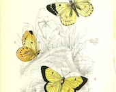 Antique Butterfly / Moth Print  From Lloyd's Natural History by W.F.Kirby. London Original antique color chromolithograph from 1897