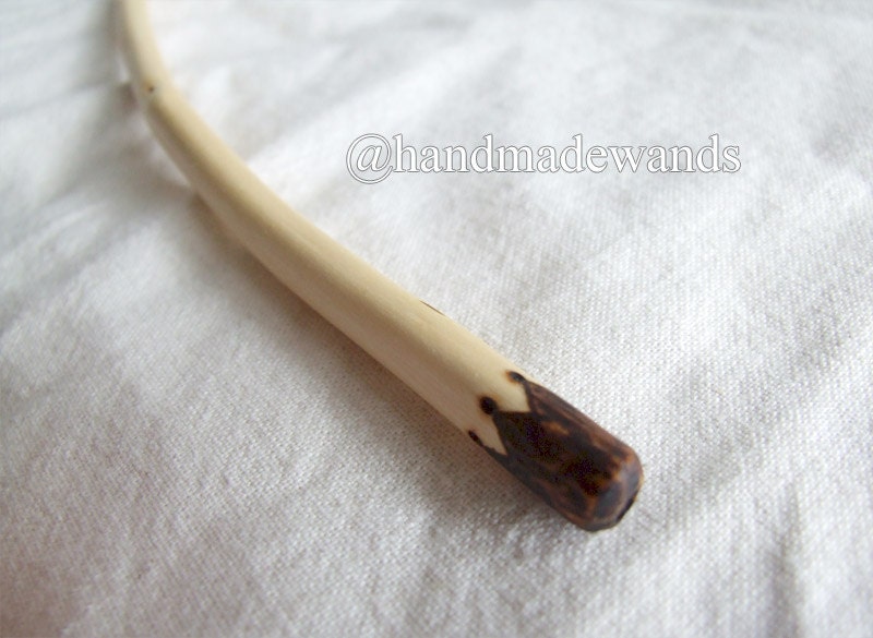 Lombardy Poplar Wand 05 (297 mm)