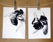Honey Bee : 2 Archival Prints of Charcoal Drawings - 5x7 - Featured in West Elm