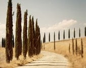 Under the Tuscan sun - Cypress tree lined country road - Italy travel fine art photograph - 8x12 or 8x10 or 8x8