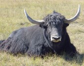 Yak Fiber For Spinning, For the Mountain Girls