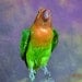 taxidermy of parrot  unmounted free shipping to everywhere