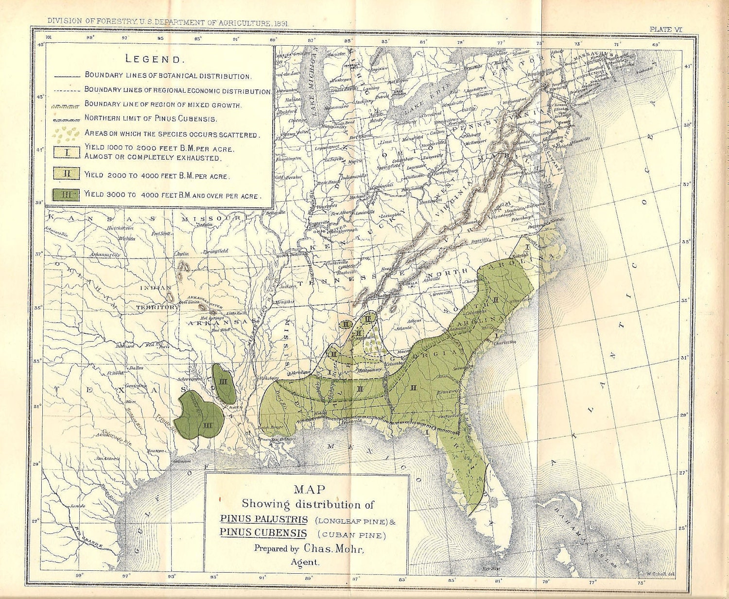 ANTIQUE MAP 1891 Original Art Print Book Plate 6 Frameable Beautiful Colored Map Chart Distribution of Green Pine Trees Room Wall Decor