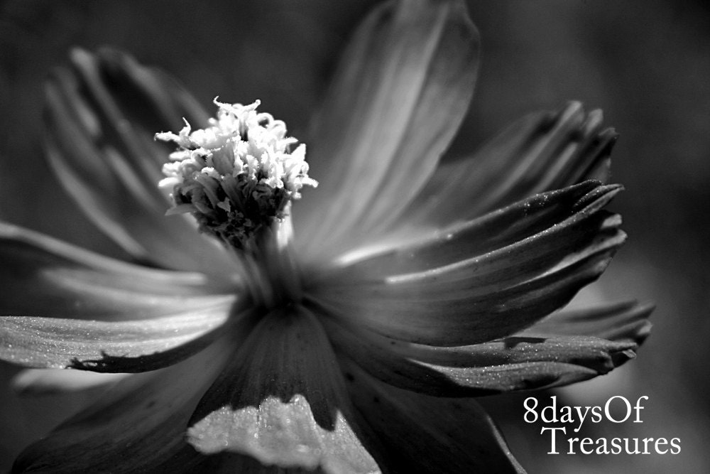 Black, Floral, Dark, Gray, Charcoal, Black and White, Home Decor,  8x10 Print