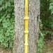 Beautiful Hand Turned Mulberry Walking Stick / Cane by BlackWater Workshops