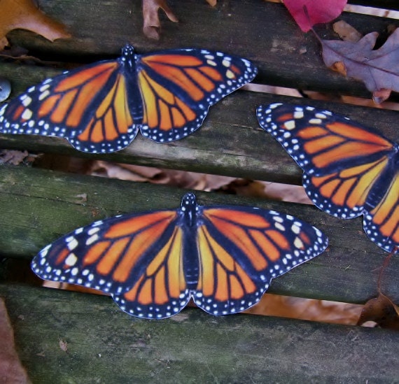 Monarch Butterfly Magnets (2) / NON-PROFIT