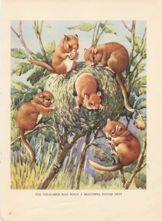 Vintage CHILDREN'S BOOK PAGE The Field Mice by wordsandmelodies