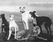Greyhound Print from an Antique Postcard - Gathering of the Clans