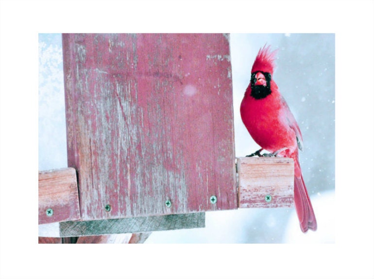 Gift Cardinal Bird Nature Red Crimson Fine Art Photograph 8x10 Home Decor Seasonal Majestic Bright