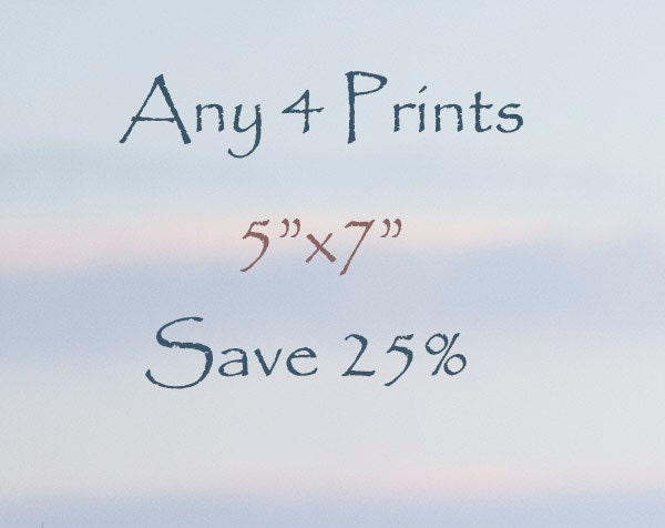 25% Off Four Fine Art Horse Prints, Special Package Deal
