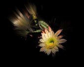SALE Night Blooming Cereus Fine Art Print 16x20 on Heavy Canvas