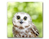 Cute Owl photo, woodland, animal, saw-whet owl, nature, wildlife, cute, outdoor, green, nursery art, nursery photo