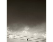 crow blackbird photograph - original fine art photography, solitude, storm, nature, clouds, black and white, halloween, spooky, scary - 8x10