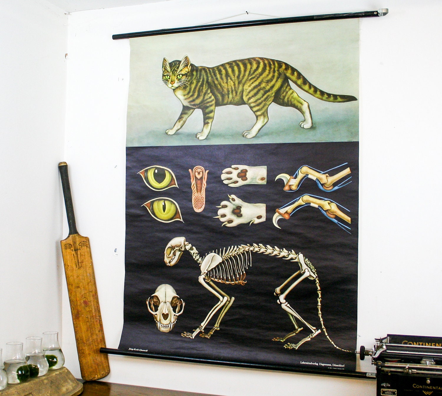 Gorgeous school pull down map cat, german make zoology print