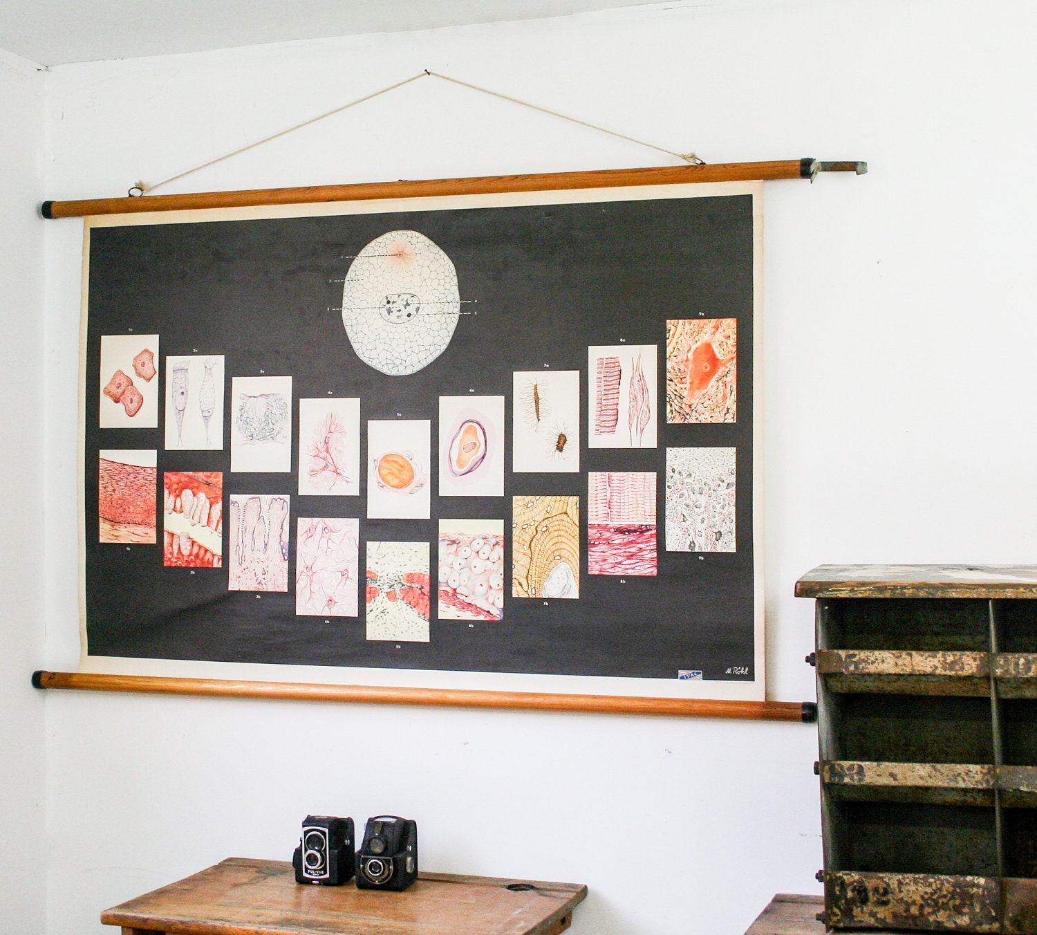 Vintage Biology Chart, Genuine School Print Cell Tissue Pull Down Chart