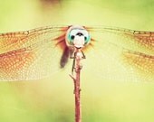 Dragonfly Photography - dragon fly art print bug - yellow brown teal blue - nature photography wall art - 8x12 Photograph, "Dragonfly"