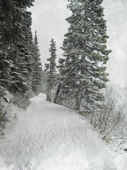 Enchanted Forest Photography Print 11X14 Fine Art Banff Canadian Christmas Rockies Snow Woodland Trail Winter Landscape Photography Print.