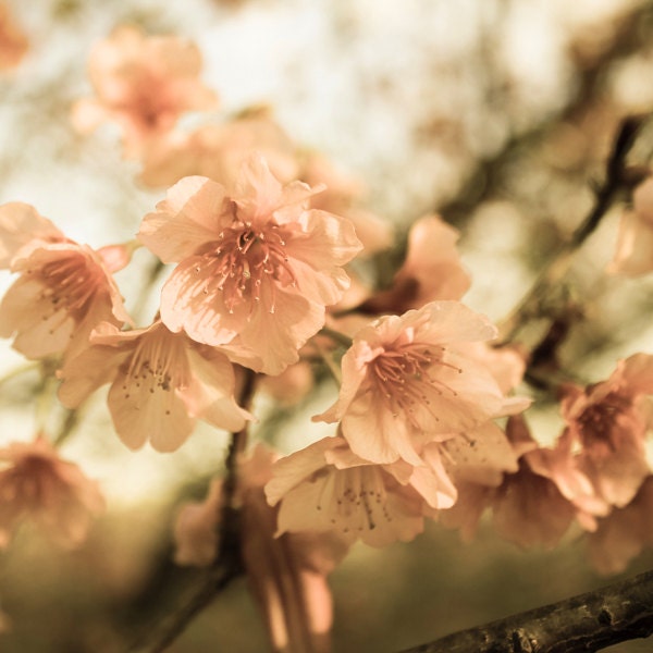 Cherry blossom Spring photo in pink pastel 20x20cm (8x8inches) Series of 4 photos Flower photography Pastel photo wall decor
