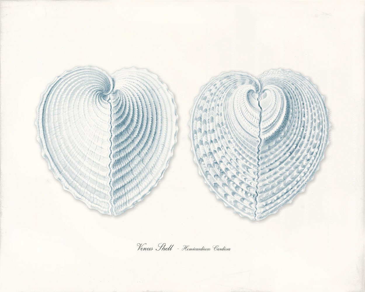 Shell Art Print - 8 x 10 - Venus Shells 2 Blue