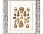 Antique Shell Art Print - 8 x 10 - Cone Shells 2 Wall Decor